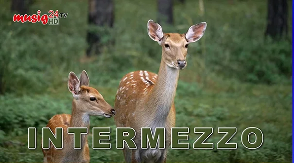 Sendungsbild Intermezzo am Morgen